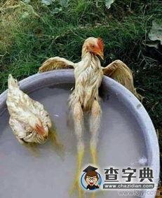 落汤鸡搞笑图片,一场搞笑图片引发的爆笑盛宴